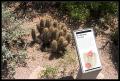 CRW_8951 Hedgehog cactus